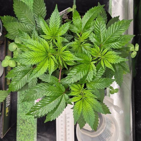 Kushi 😶‍🌫️(rest n. Teilernte/ critical kush, 9.1.24 🎁, Kümmerling) growlog timeline photo