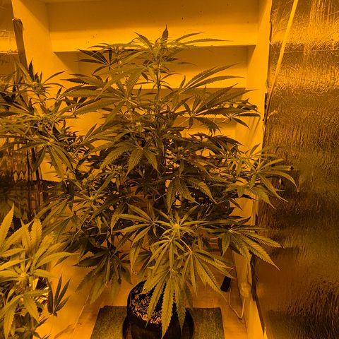 Puple punch  6 growlog timeline photo