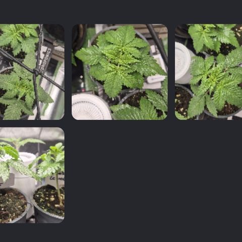 🍍Anna  #1 amnesia lemon  growlog timeline photo