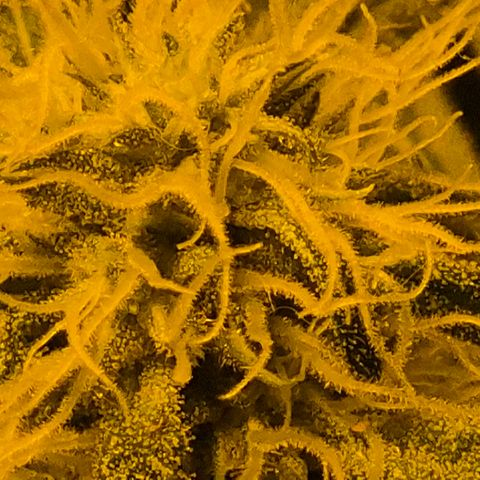 Puple punch  6 growlog timeline photo