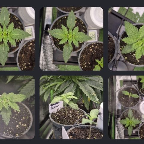 🍍Anna  #1 amnesia lemon  growlog timeline photo