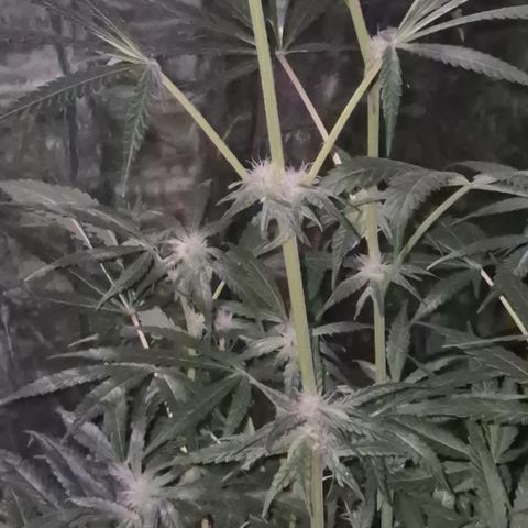 Strawberry Marshmallow growlog photo: Mal ohne grellen NDL - Licht 