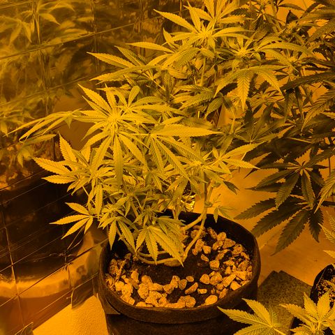 Bonsai Surprised moon, amnesia lemon  growlog timeline photo