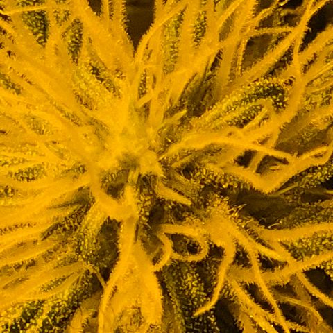 Puple punch  6 growlog timeline photo