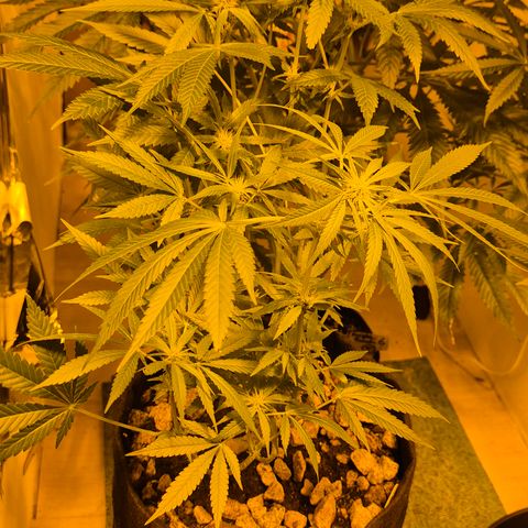 Bonsai Surprised moon, amnesia lemon  growlog timeline photo
