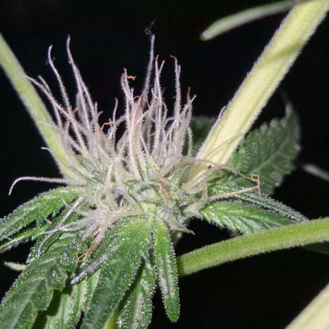 7 Punchi PURPLE PUNCH (photo) growlog timeline photo