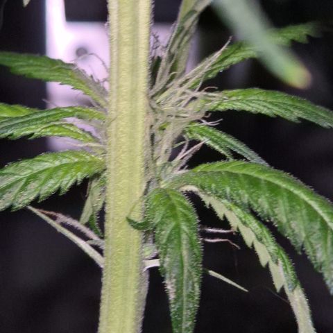 7 Punchi PURPLE PUNCH (photo) growlog timeline photo