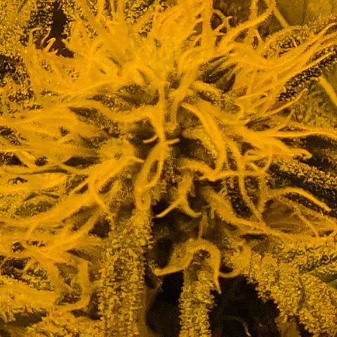 Puple punch  6 growlog timeline photo