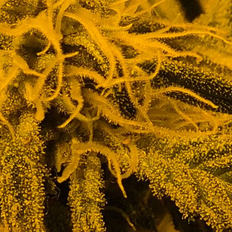 Puple punch  6 growlog timeline photo