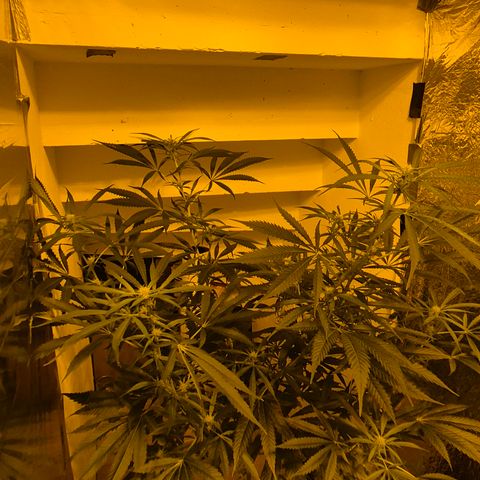 Puple punch  6 growlog timeline photo