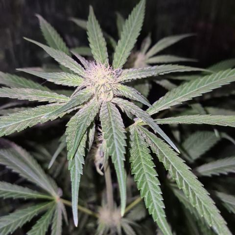 Strawberry Marshmallow growlog photo: Mal ohne grellen NDL - Licht 