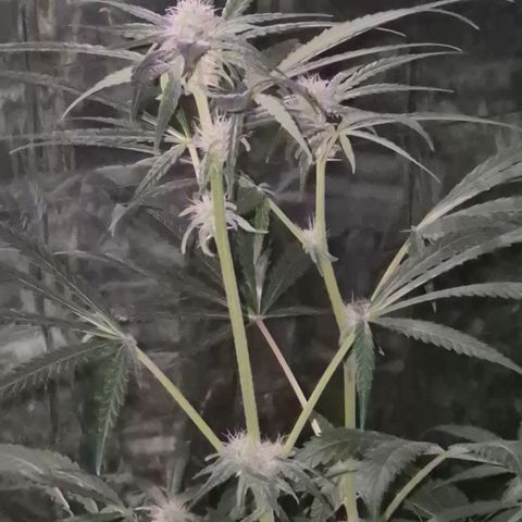 Strawberry Marshmallow growlog photo: Mal ohne grellen NDL - Licht 