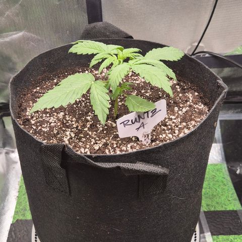 Runtzi Auto ♥️ Barney's Farm  growlog timeline photo