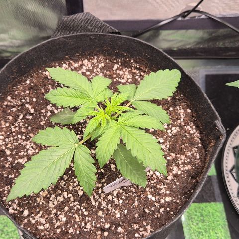 Runtzi Auto ♥️ Barney's Farm  growlog timeline photo
