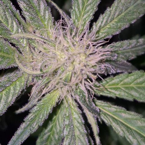 Strawberry Marshmallow growlog photo: Mal ohne grellen NDL - Licht 