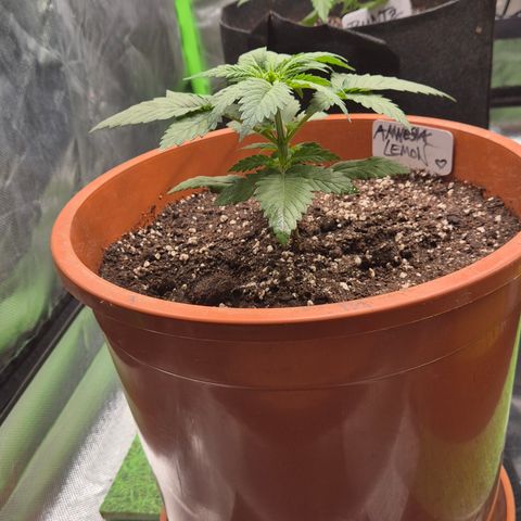 DieAnnas  #2 amnesia lemon/ungedämmter Dachboden growlog timeline photo
