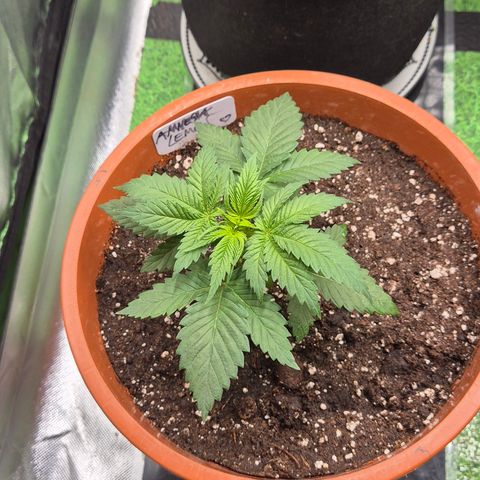 DieAnnas  #2 amnesia lemon/ungedämmter Dachboden growlog timeline photo