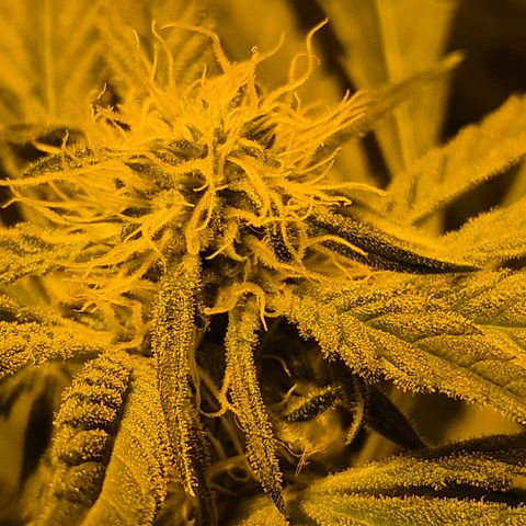 Puple punch  6 growlog timeline photo