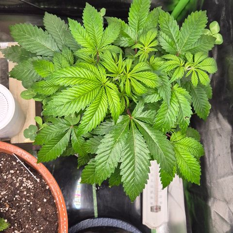 Kushi 😶‍🌫️(rest n. Teilernte/ critical kush, 9.1.24 🎁, Kümmerling) growlog photo: 😍🫶 
