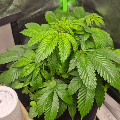 Kushi 😶‍🌫️(rest n. Teilernte/ critical kush, 9.1.24 🎁, Kümmerling) growlog photo: 😍🫶 