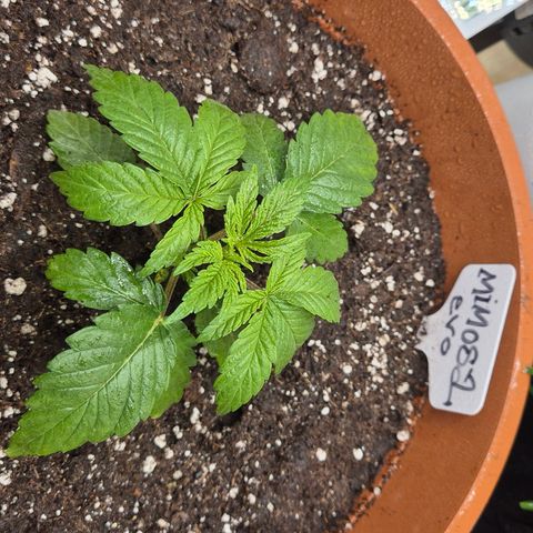 Mimosa evo Photo ♥️ Barney's Farm  growlog photo: Frisch umgetopft 
