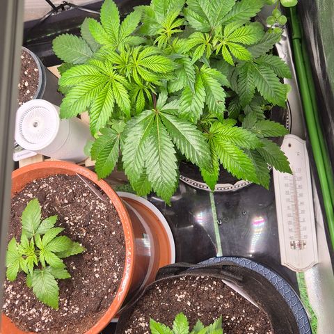 Kushi 😶‍🌫️(rest n. Teilernte/ critical kush, 9.1.24 🎁, Kümmerling) growlog photo: 😍🫶 