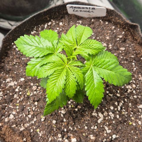 🍍Anna  #1 amnesia lemon  growlog photo: Frisch umgetopft 