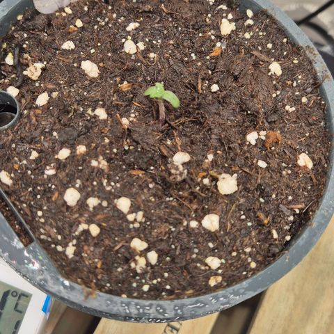 🌅Sherbi photo, blue sunset sherbert, Barneys farm  growlog timeline photo