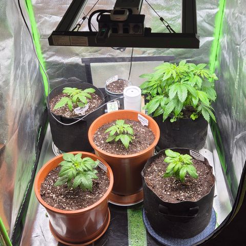 Kushi 😶‍🌫️(rest n. Teilernte/ critical kush, 9.1.24 🎁, Kümmerling) growlog photo: 😍🫶 
