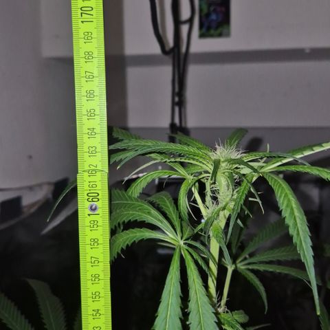 7 Punchi PURPLE PUNCH (photo) growlog timeline photo
