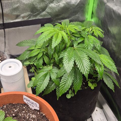 Kushi 😶‍🌫️(rest n. Teilernte/ critical kush, 9.1.24 🎁, Kümmerling) growlog photo: 😍🫶 