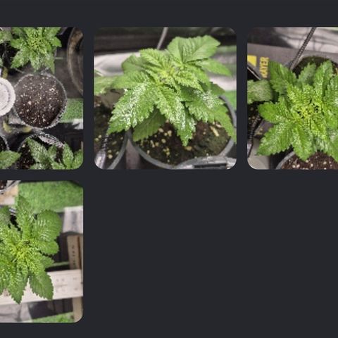 DieAnnas  #2 amnesia lemon/ungedämmter Dachboden growlog timeline photo