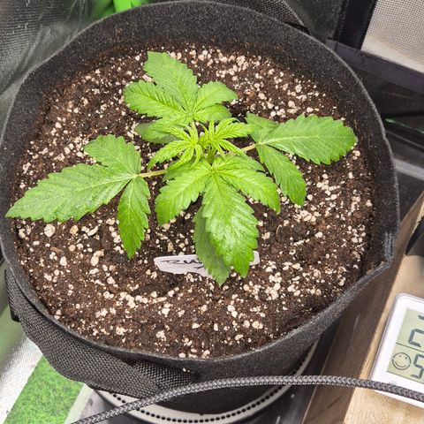 Runtzi Auto ♥️ Barney's Farm  growlog photo: Frisch umgetopft 