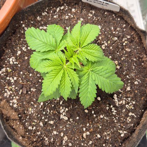 🍍Anna  #1 amnesia lemon  growlog timeline photo