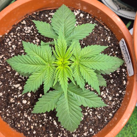 DieAnnas  #2 amnesia lemon/ungedämmter Dachboden growlog timeline photo