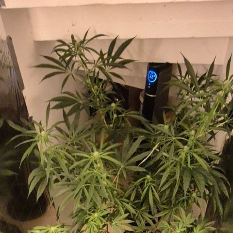 Puple punch  6 growlog timeline photo