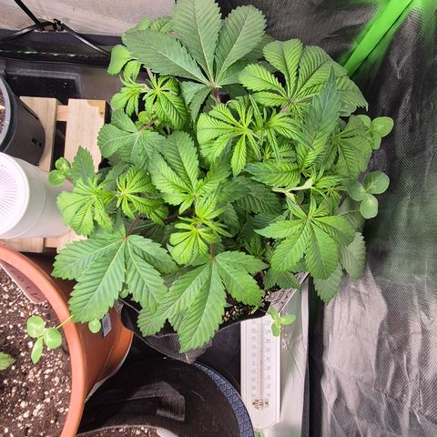 Kushi 😶‍🌫️(rest n. Teilernte/ critical kush, 9.1.24 🎁, Kümmerling) growlog timeline photo
