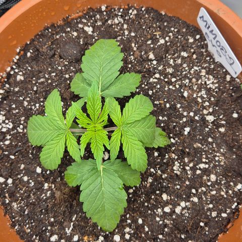 Mimosa evo Photo ♥️ Barney's Farm  growlog photo: Paar std. Nach dem umtopfen 