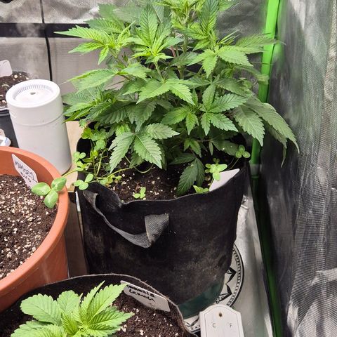 Kushi 😶‍🌫️(rest n. Teilernte/ critical kush, 9.1.24 🎁, Kümmerling) growlog timeline photo