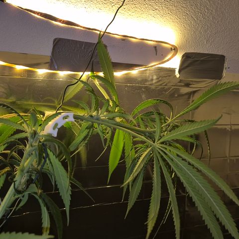 7 Punchi PURPLE PUNCH (photo) growlog photo: Der versuch 185cm unter Kontrolle zu bringen 😬