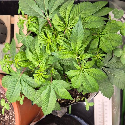 Kushi 😶‍🌫️(rest n. Teilernte/ critical kush, 9.1.24 🎁, Kümmerling) growlog timeline photo