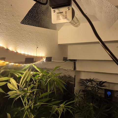 7 Punchi PURPLE PUNCH (photo) growlog photo: Der versuch 185cm unter Kontrolle zu bringen 😬