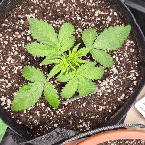 Runtzi Auto ♥️ Barney's Farm  growlog timeline photo