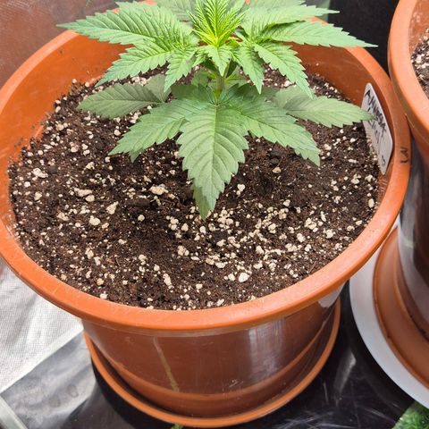 DieAnnas  #2 amnesia lemon/ungedämmter Dachboden growlog timeline photo