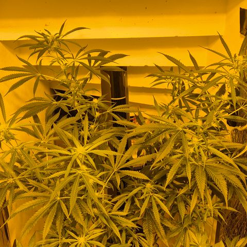 Puple punch  6 growlog timeline photo