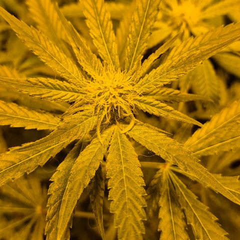 Strawberry Marshmallow growlog timeline photo