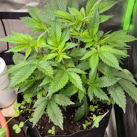 Kushi 😶‍🌫️(rest n. Teilernte/ critical kush, 9.1.24 🎁, Kümmerling) growlog timeline photo