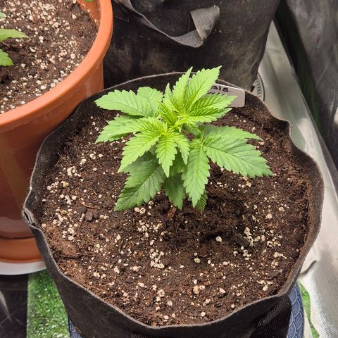 🍍Anna  #1 amnesia lemon  growlog timeline photo