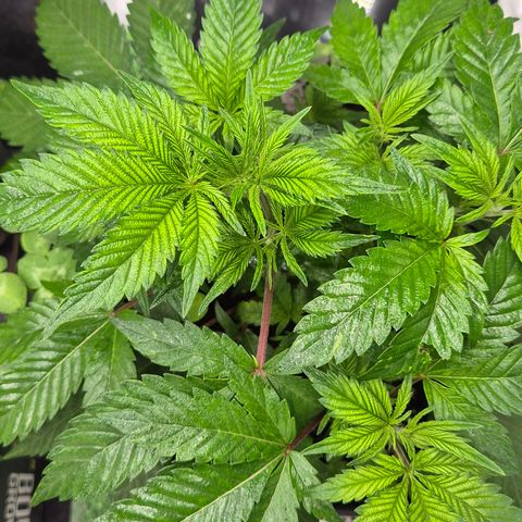 Kushi 😶‍🌫️(rest n. Teilernte/ critical kush, 9.1.24 🎁, Kümmerling) growlog timeline photo