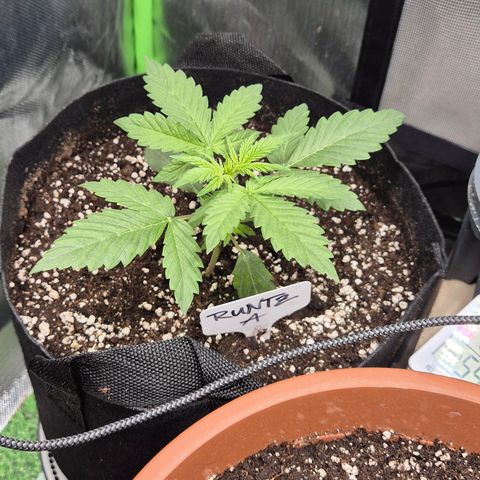 Runtzi Auto ♥️ Barney's Farm  growlog timeline photo